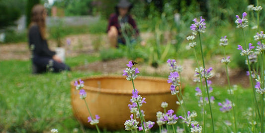 How to Grow Herbs Regeneratively