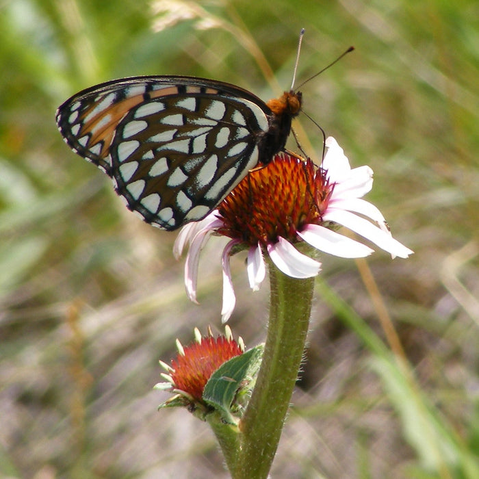 Echinacea angustifolia....not your garden purpurea