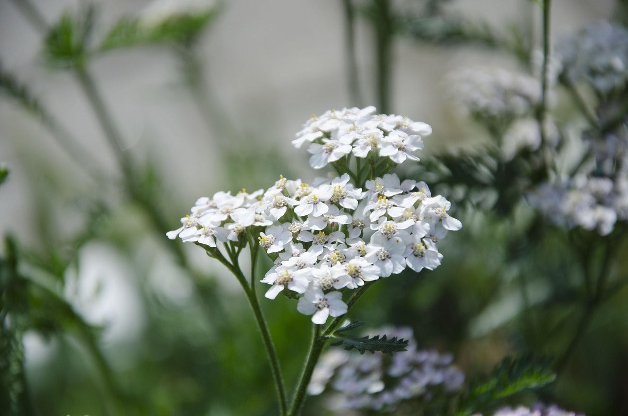 Yarrow: Wild, Available, and Always Ready to Help