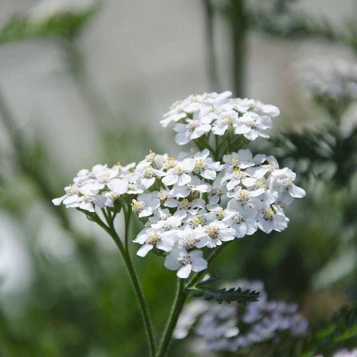 Yarrow: Wild, Available, and Always Ready to Help