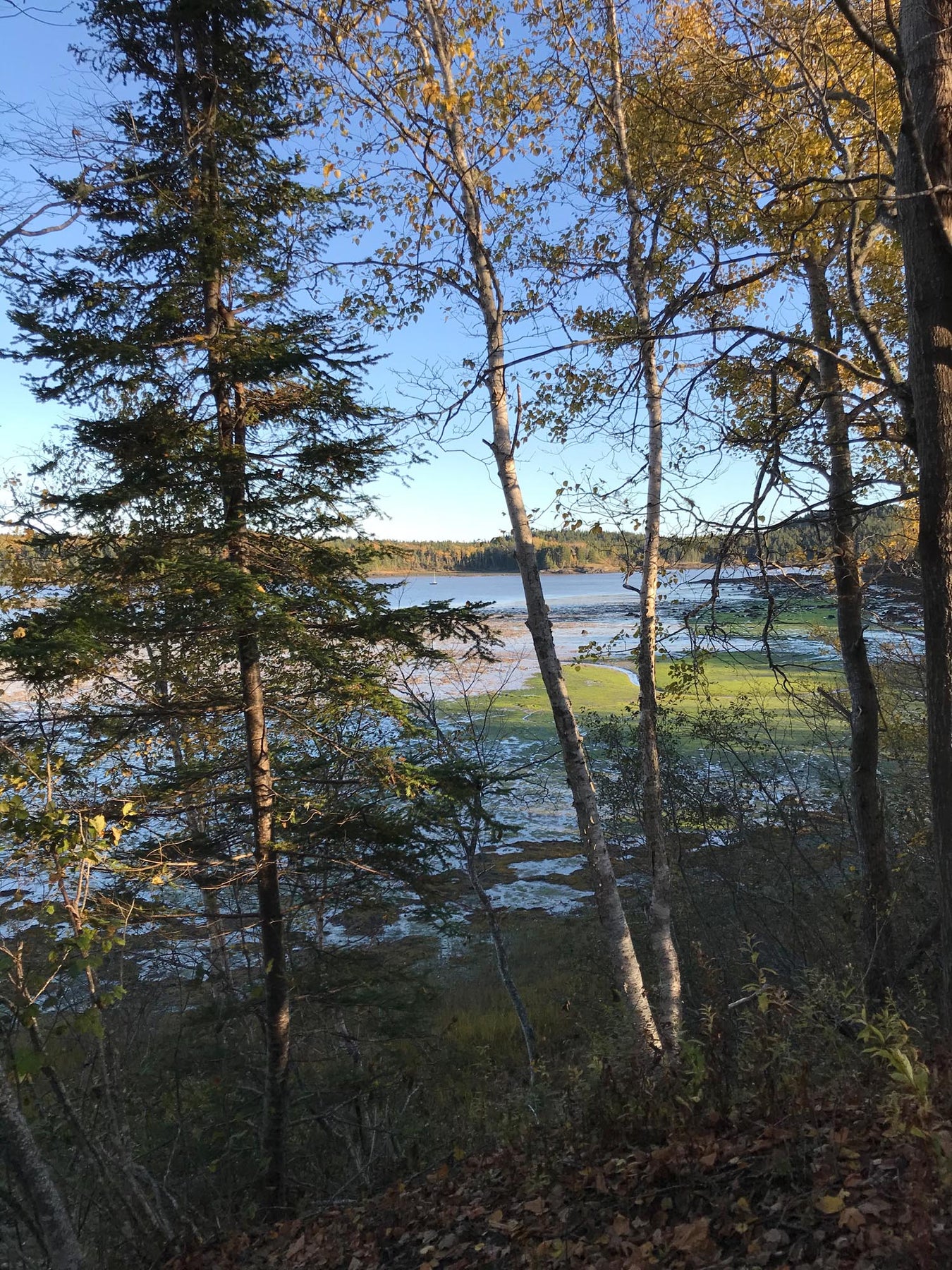 Kennebec Oat Farm