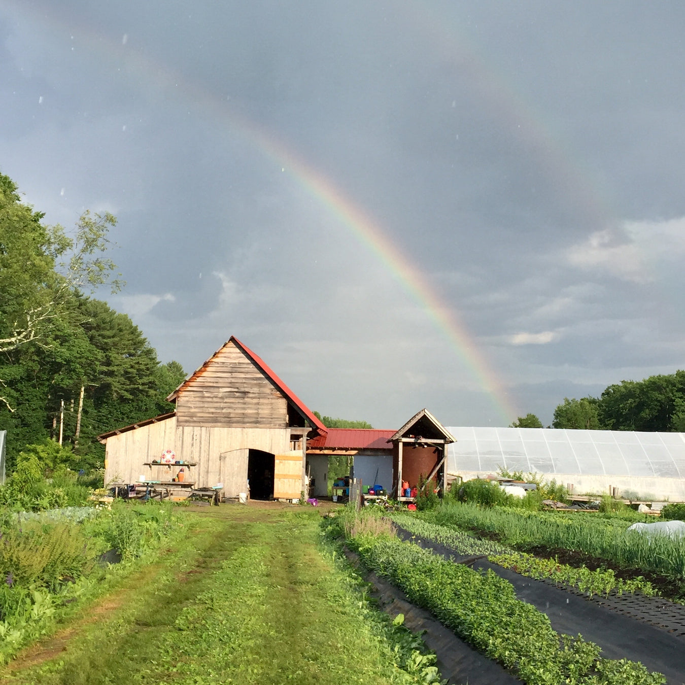 Frinklepod Farm