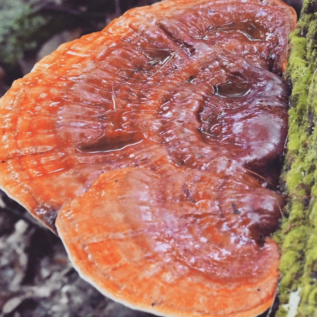 Dried Mushrooms