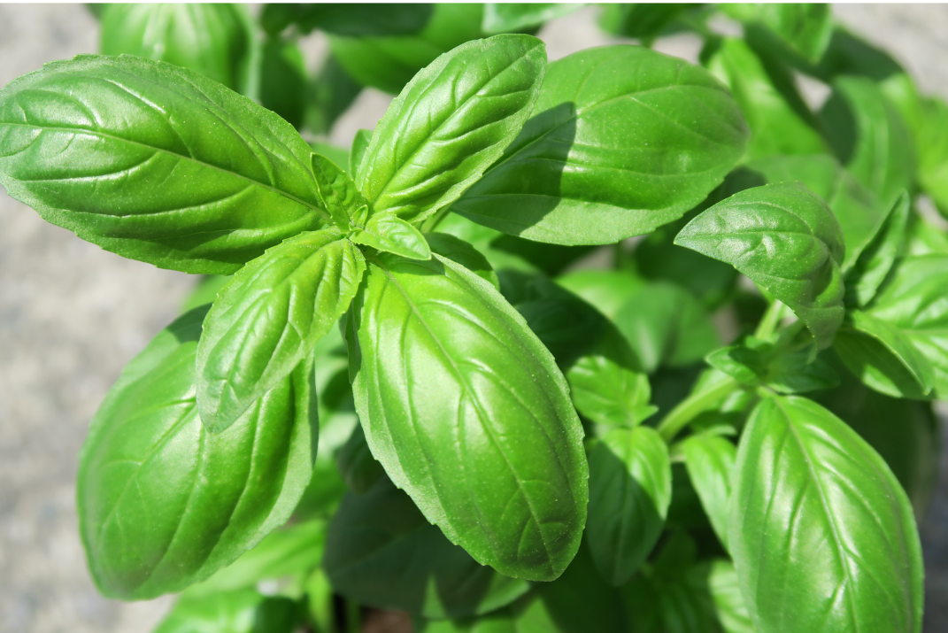 Culinary Herbs