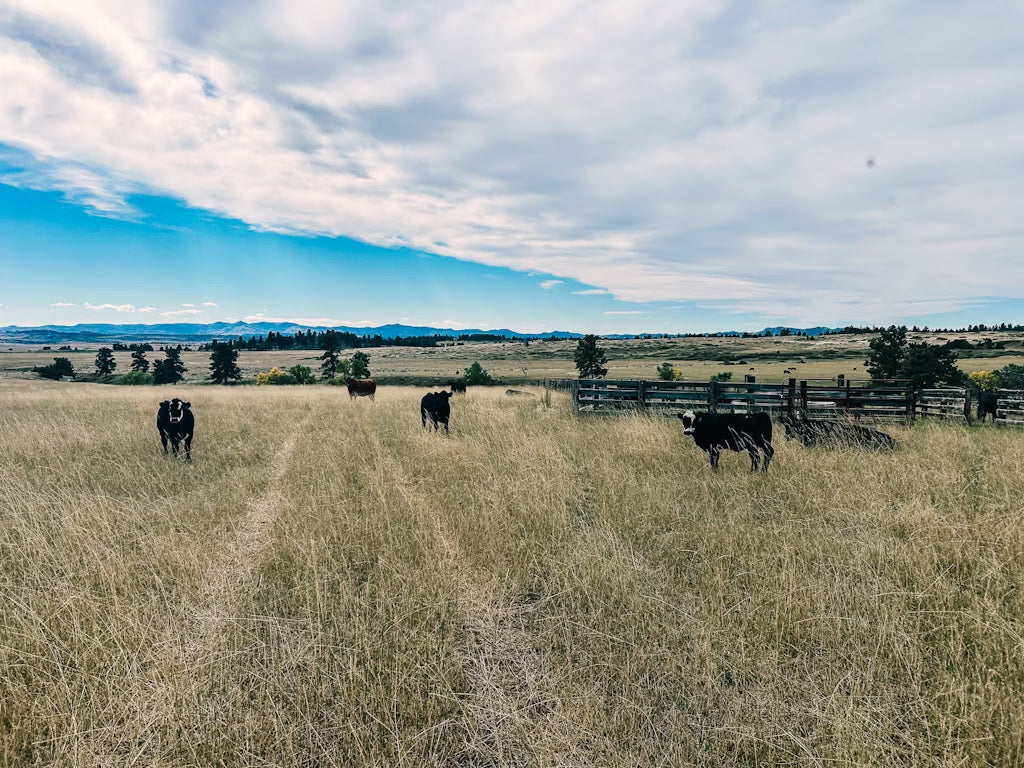 Montana Wild