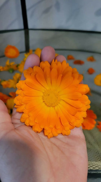 Calendula