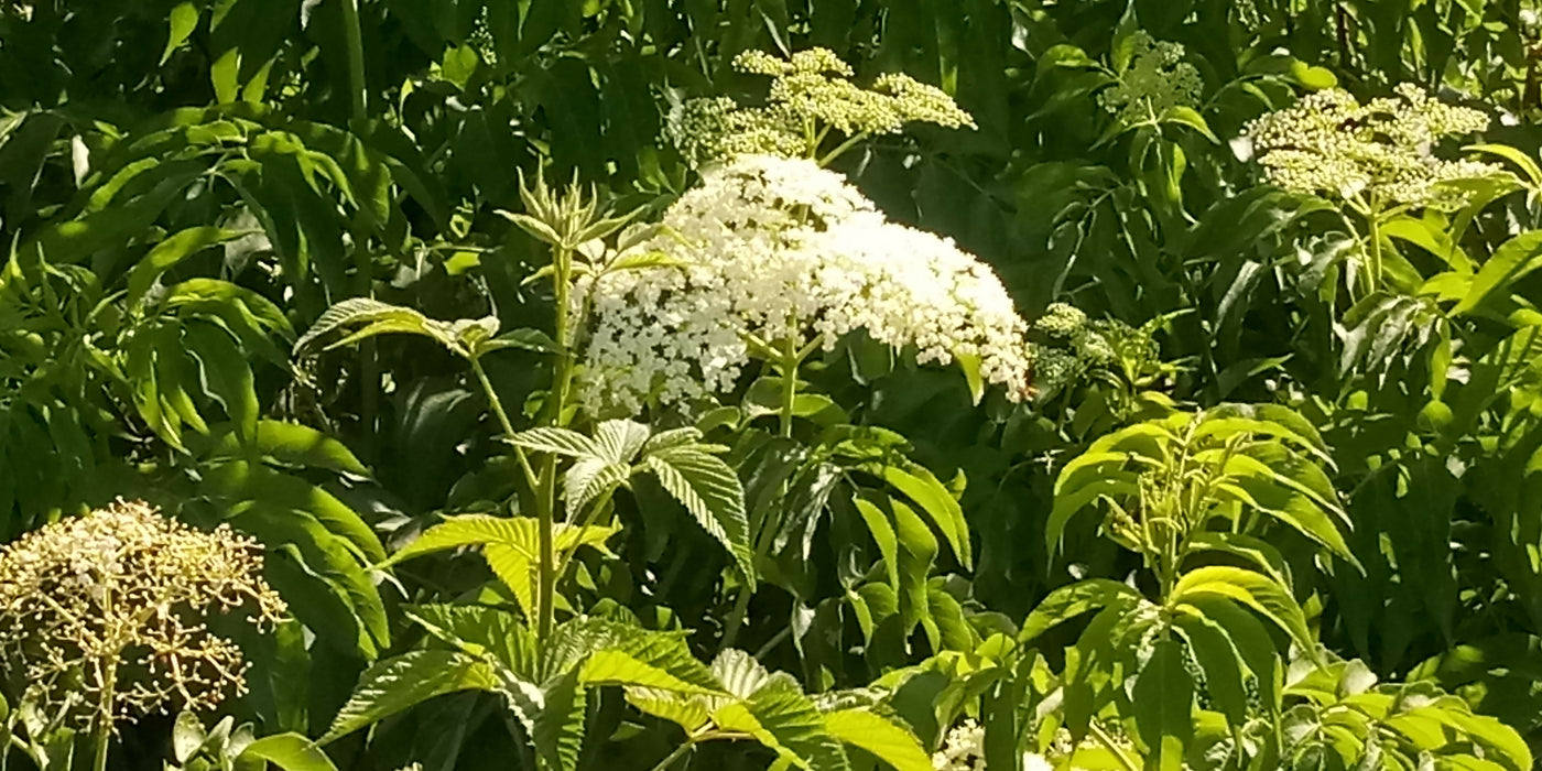 Elderflower