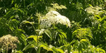 Elderflower