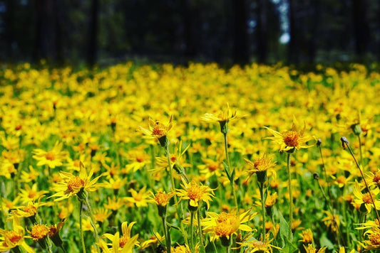 FRESH Arnica Flower