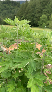 yomogi plant