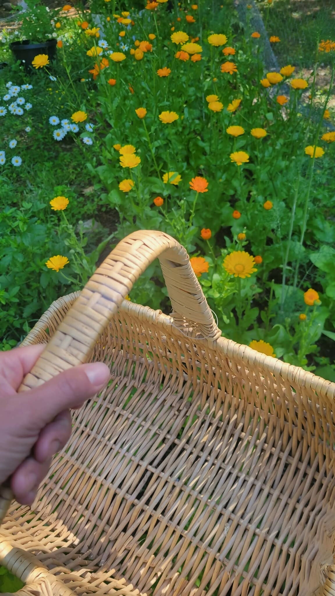 Calendula