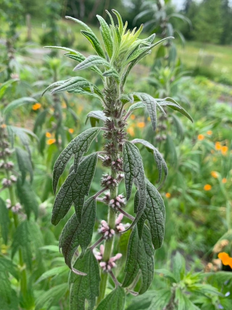Motherwort Certified Naturally Grown