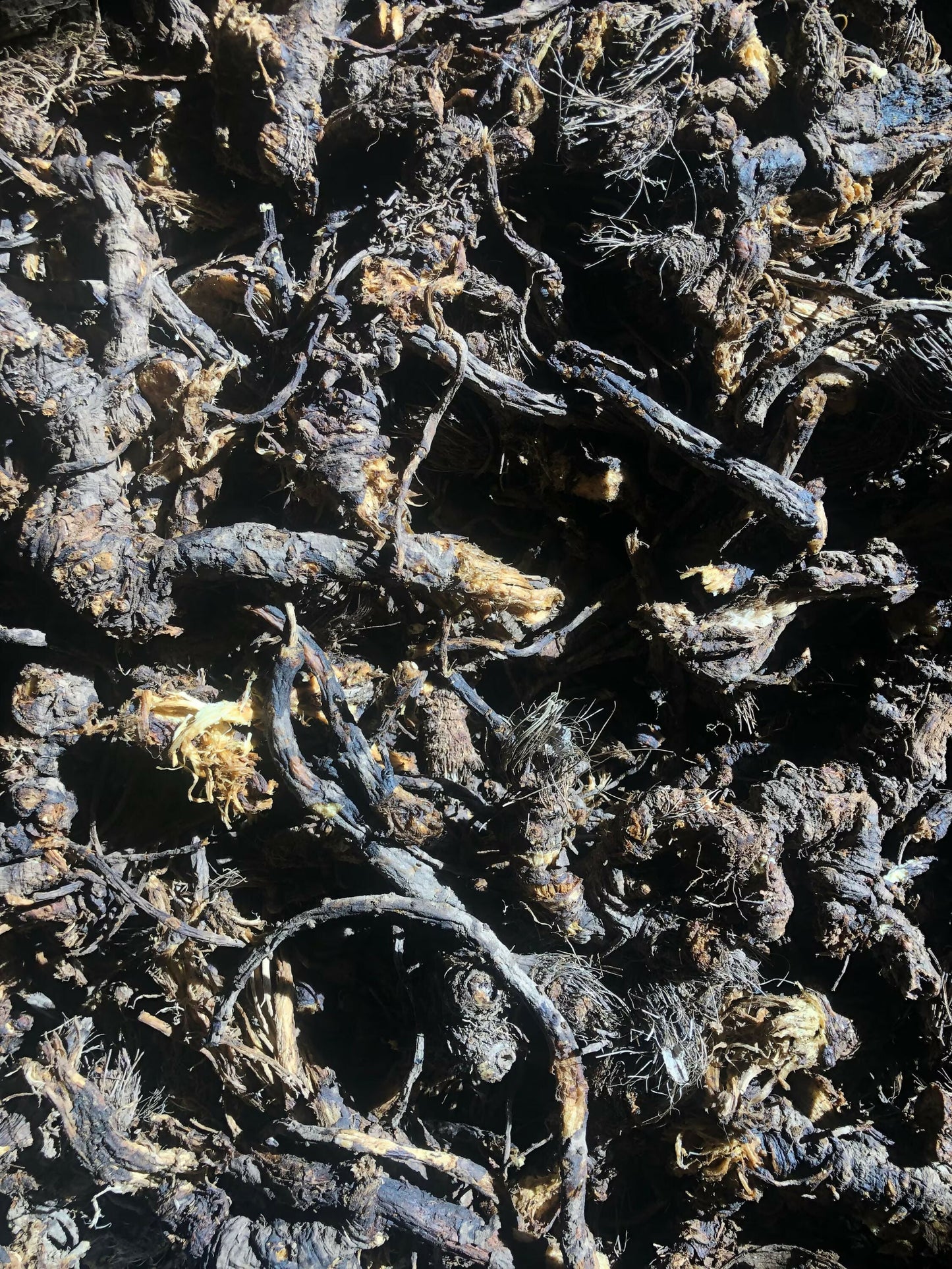 Dried Osha Root