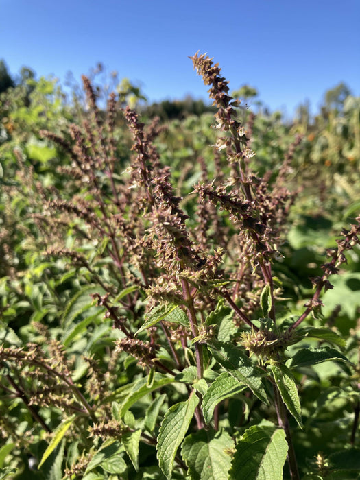 Vana Tulsi/Holy Basil Certified OG