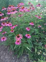 Purple Coneflower