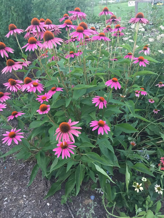 Purple Coneflower