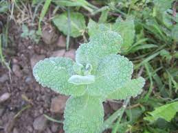 Apple Mint OG - live plant