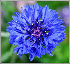 Blue Corn Flower OG - Live Plant