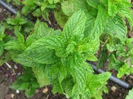 Bo He Mint OG - live plant