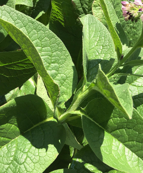 Comfrey Root OG - Live Root (for planting)