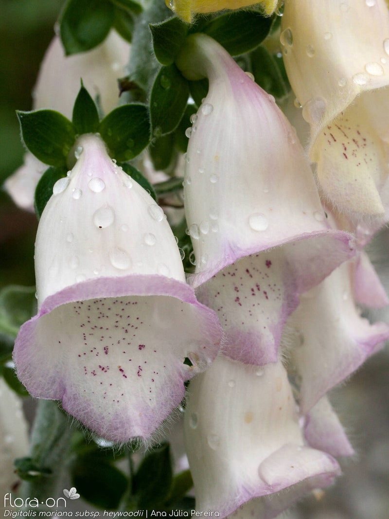 Silver Foxglove - Live Plant