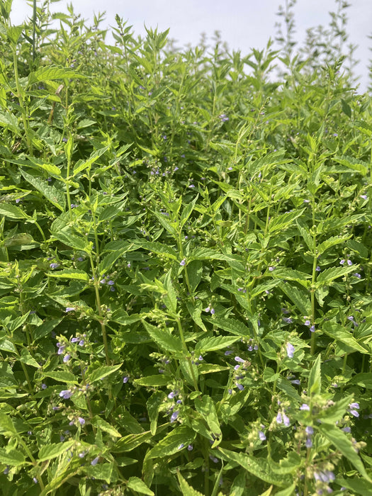 Skullcap Certified OG