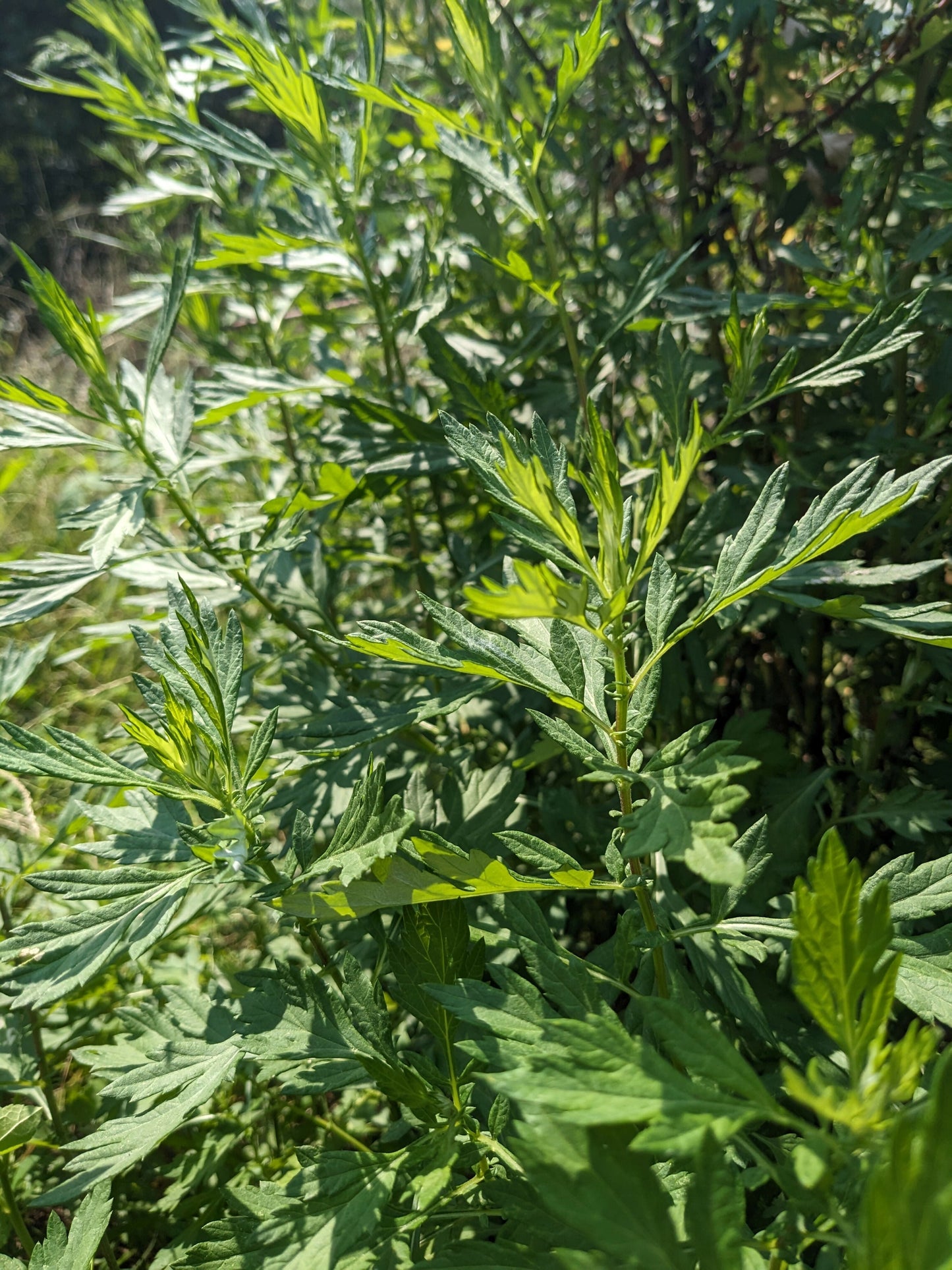 Mugwort - Certified Naturally Grown