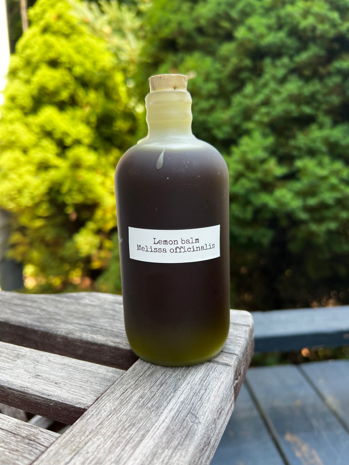Lemon Balm - Certified OG