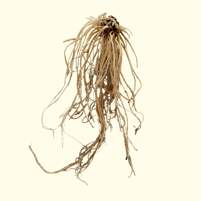 Valerian Root - Certified OG