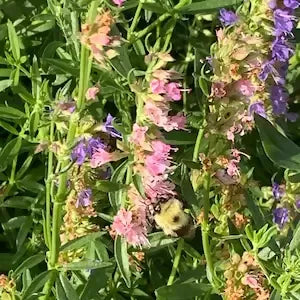 il_300x300.5159483379_8myj