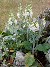Silver Foxglove - Live Plant