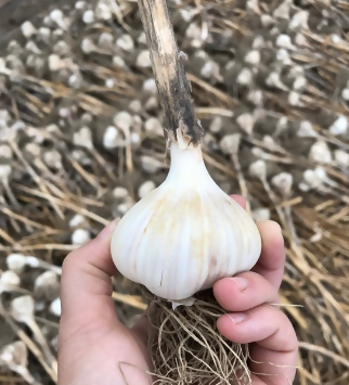 dry garlic hand screenshot 