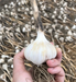 dry garlic hand screenshot 