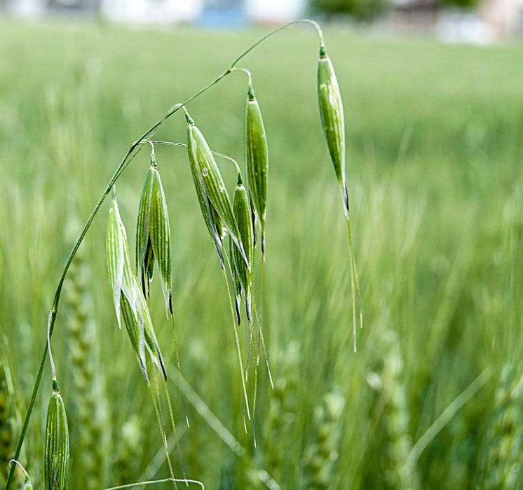 Milky Oat Tops - Certified OG