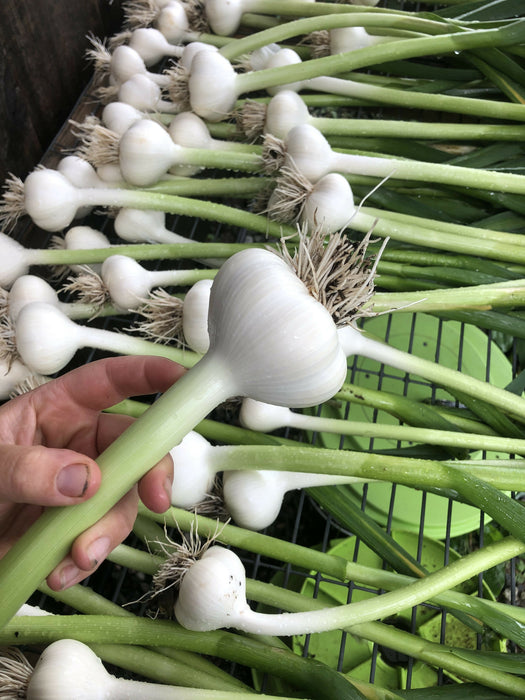 green garlic
