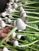 green garlic