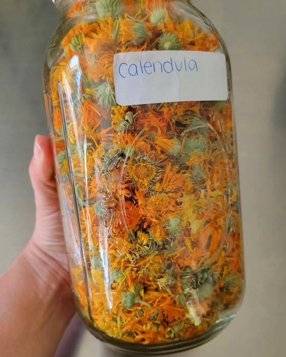 Calendula