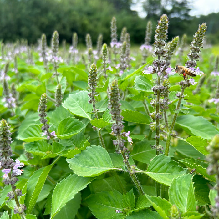 Tulsi / Holy Basil