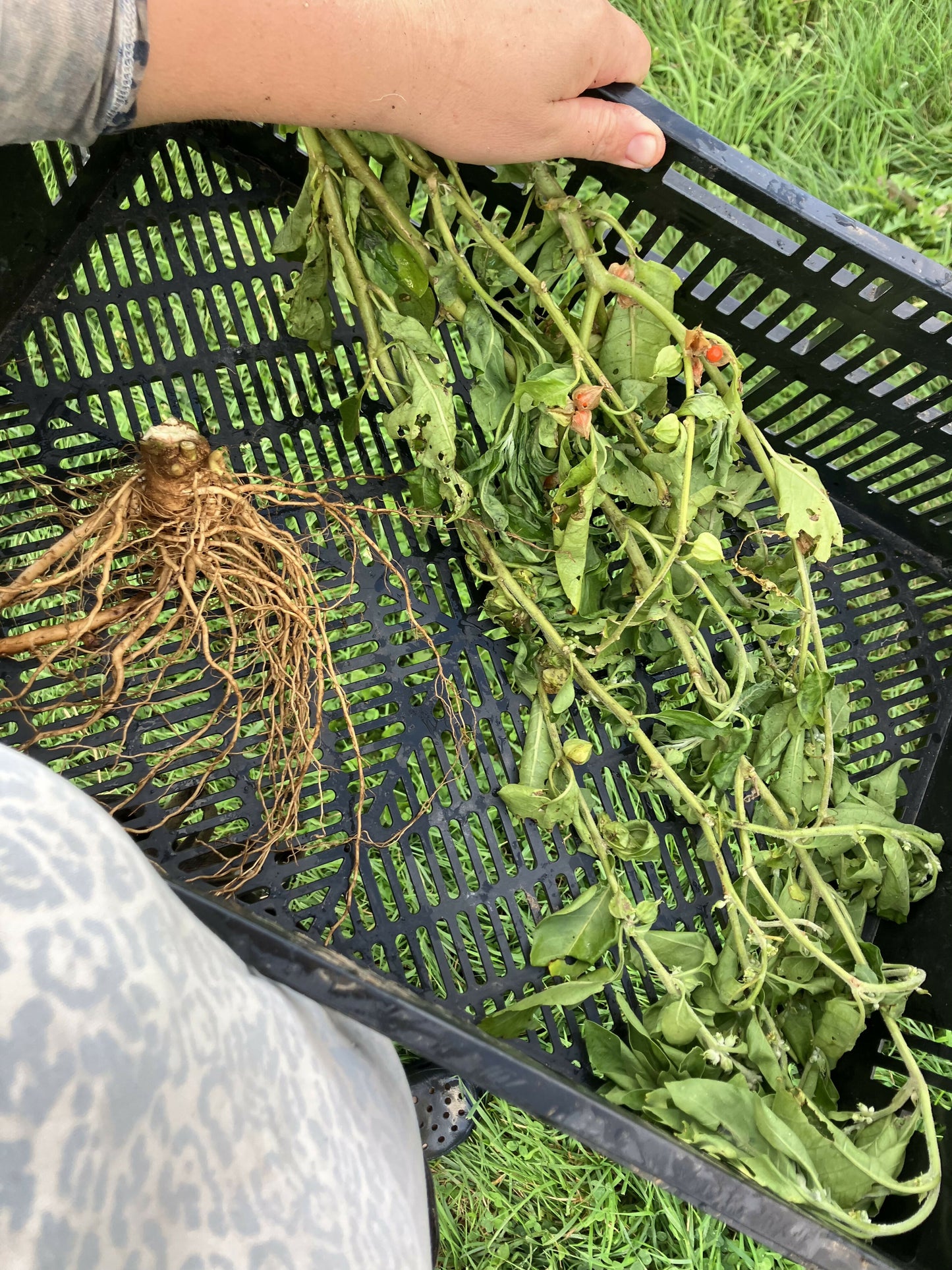 ashwagandha3