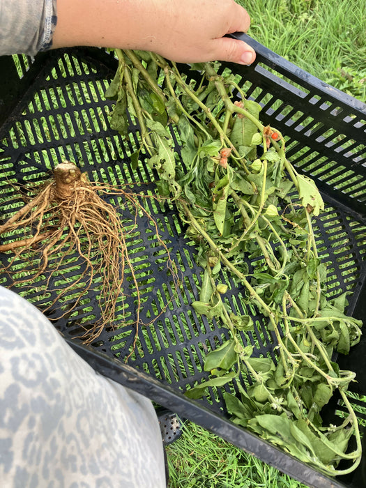 ashwagandha3