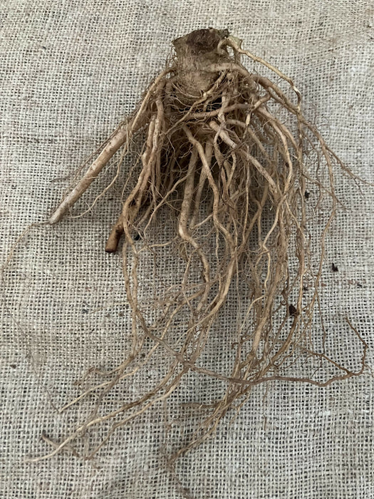 ashwagandha4