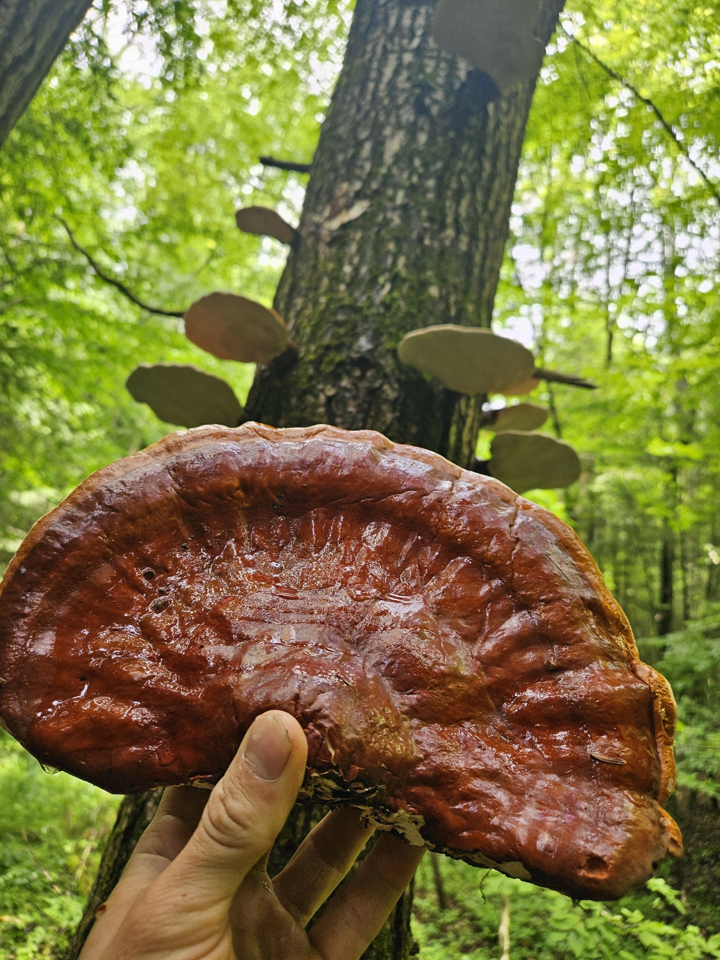 Reishi mushroom (Gandoerma tsugae)