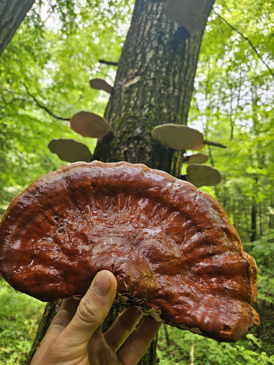 Reishi mushroom (Gandoerma tsugae)