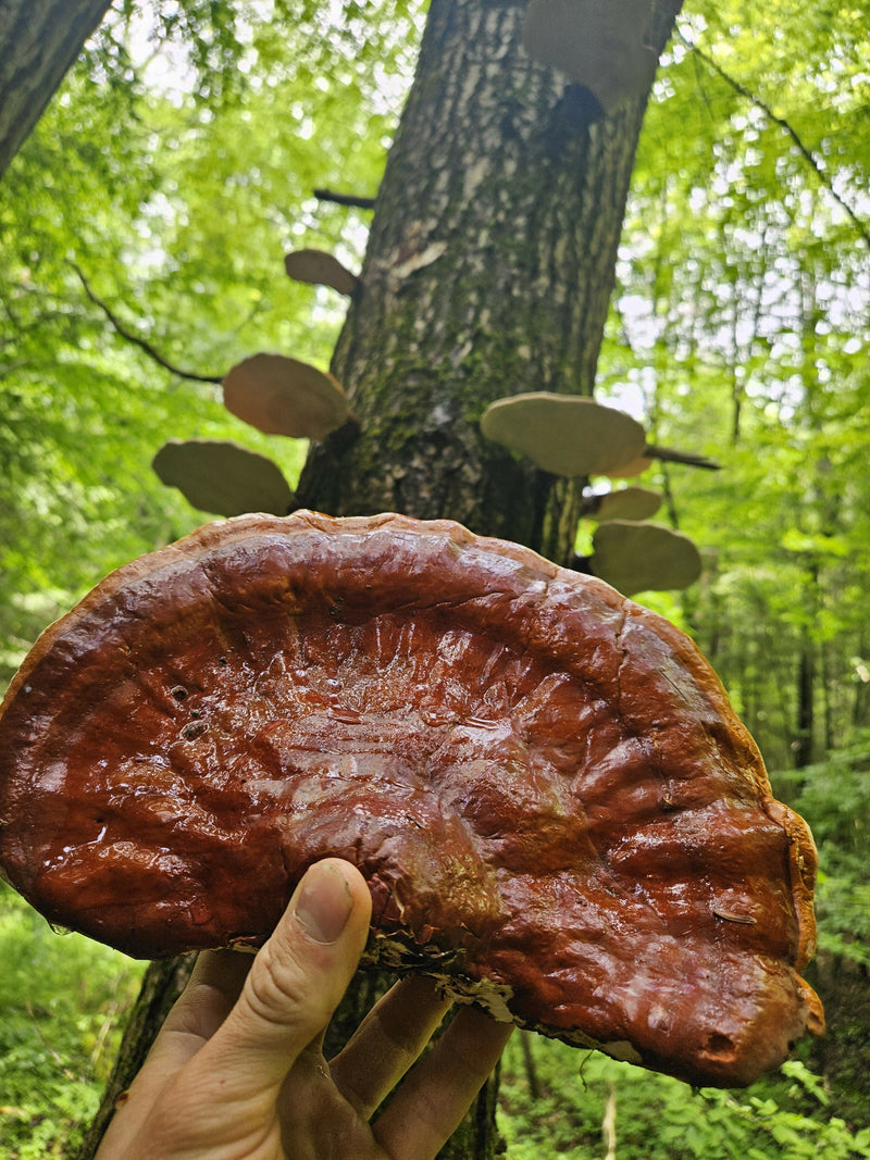 Reishi mushroom (Gandoerma tsugae)