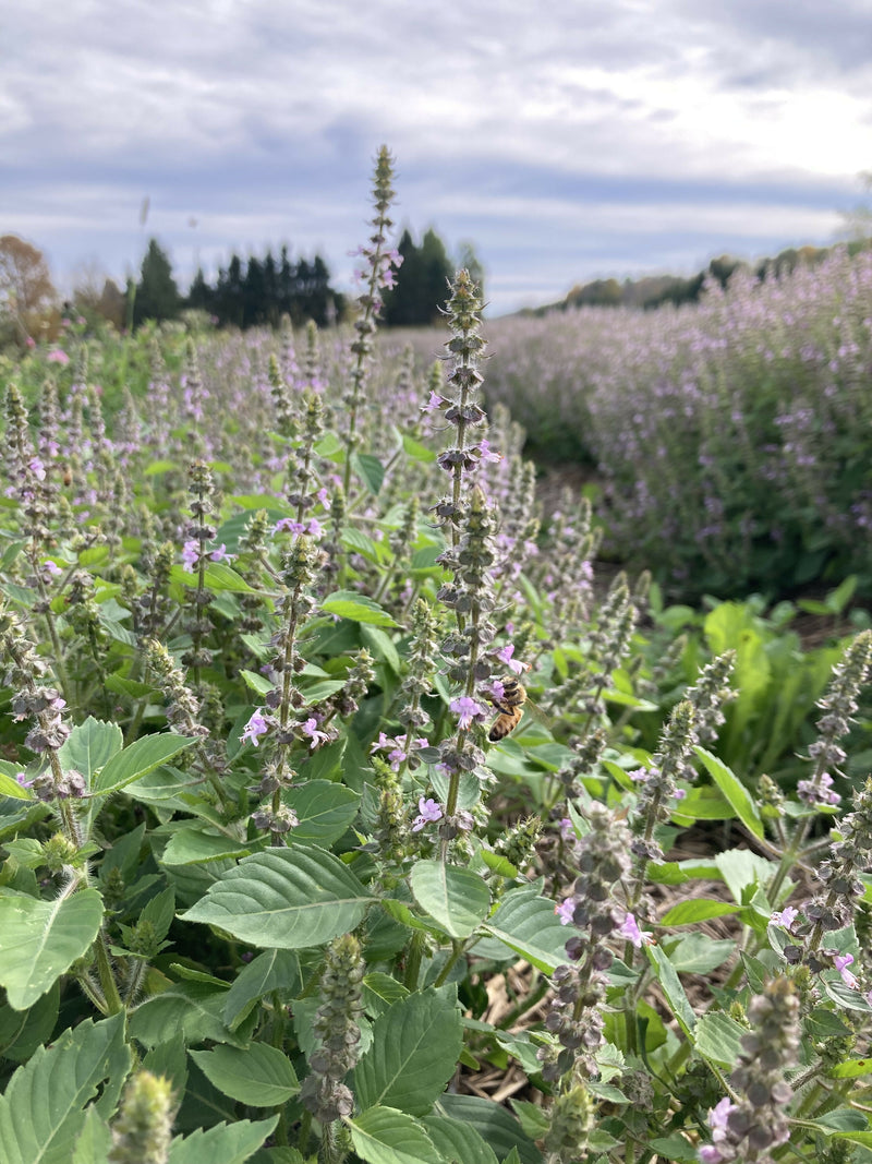 Temperate Tulsi/Holy Basil Certified OG