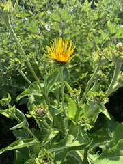 Elecampane