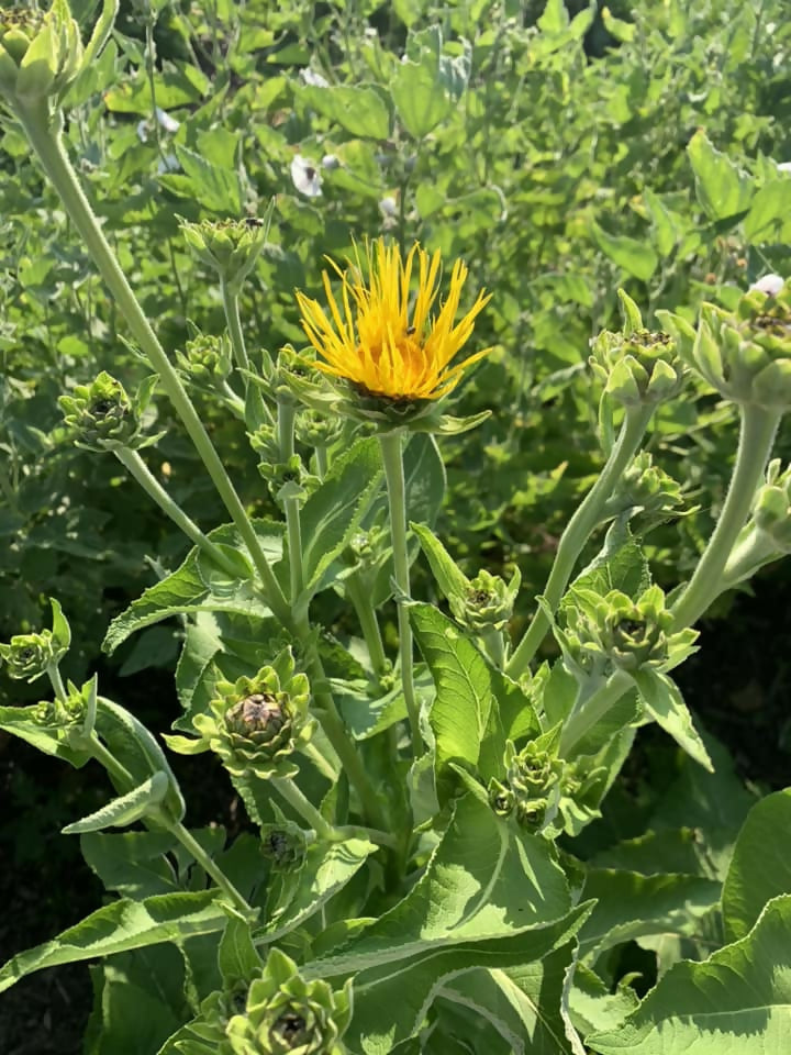 Elecampane