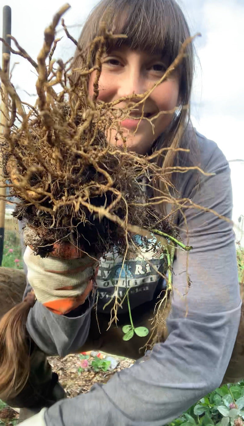 Ashwagandha Root, whole, dried - Certified Naturally Grown