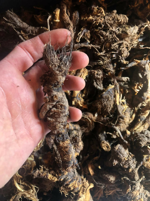 Dried Osha Root