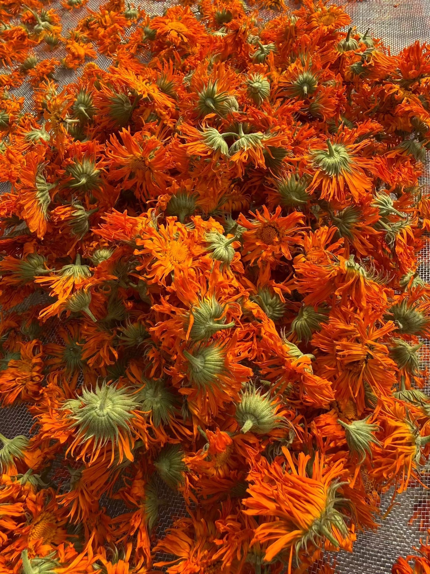 Calendula